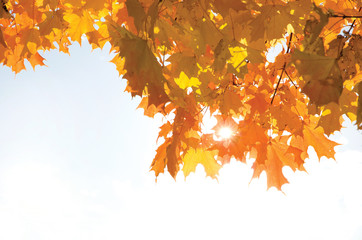 Naklejka na ściany i meble Beautiful Yellow Maple Leaves Background Isolated on White Sky