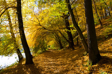 Colorful autumn Nature with old big Trees about River Sazava in Central Bohemia, Czech Republic