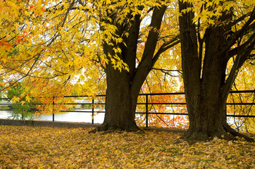 Beautiful Yellow Fall Leaves with Dark Tree Trunk in a Park