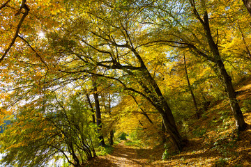 Colorful autumn Nature with old big Trees about River Sazava in Central Bohemia, Czech Republic