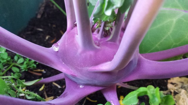 Lilane Kohlrabi Knolle im Garten