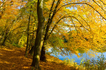 Colorful autumn Nature with old big Trees about River Sazava in Central Bohemia, Czech Republic