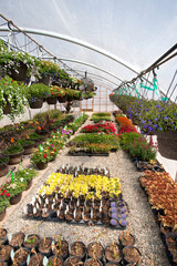 Plants Growing in a Greenhouse