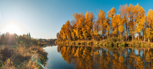 Obraz premium Bright autumn morning landscape. panoramic view from the river bank to lush orange-yellow trees across the river beautifully reflected on the surface of the water