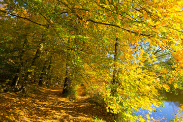 Fototapeta na wymiar Colorful autumn Nature with old big Trees about River Sazava in Central Bohemia, Czech Republic