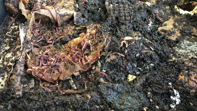 Earthworms in compost. Ball of redworms (Eisenia fetida) on the compost pile. Visible early developmental stages of worms and woodlice.