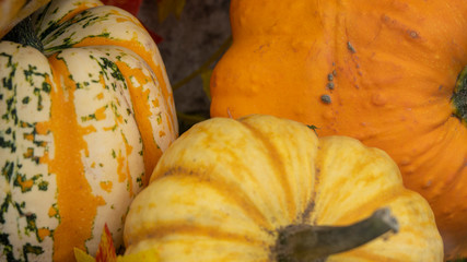 Halloween Pumpkins
