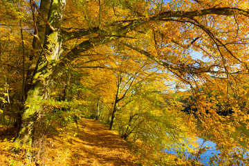 Colorful autumn Nature with old big Trees about River Sazava in Central Bohemia, Czech Republic