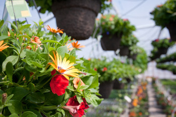 Hanging Flower Baskets in Greenhouse