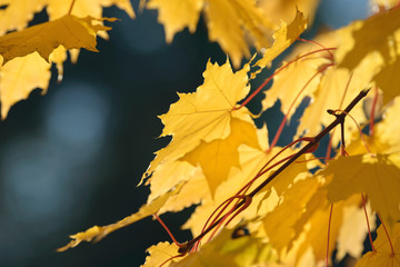 Beautiful colorful leaves in autumn forest. Red, orange, yellow and brown autumn leafs. Maple foliage. Seasonal background.