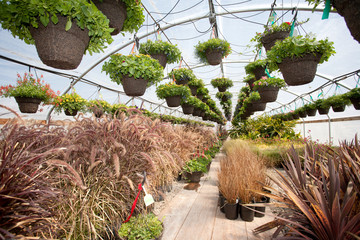 Plants Growing in a Greenhouse