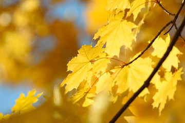 Beautiful colorful leaves in autumn forest. Red, orange, yellow and brown autumn leafs. Maple foliage. Seasonal background.