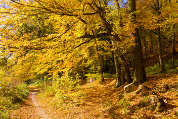 Colorful autumn Nature with old big Trees about River Sazava in Central Bohemia, Czech Republic