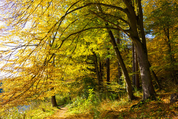 Colorful autumn Nature with old big Trees about River Sazava in Central Bohemia, Czech Republic