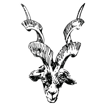 Isolated vector illustration. Head of a markhor goat. (Capra falconeri). Hand drawn linear doodle ink sketch. Black silhouette on white background.