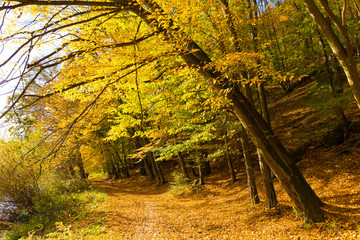 Colorful autumn Nature with old big Trees about River Sazava in Central Bohemia, Czech Republic