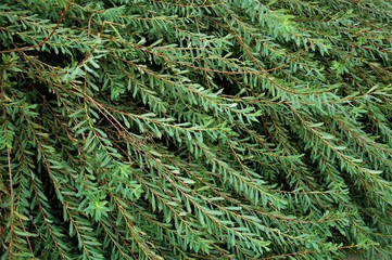 background of green branches of a Bush