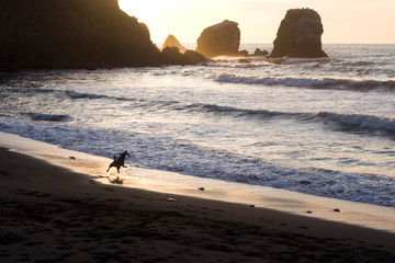 Dog  Playing Catch by the Beach at Sunset