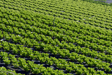 Lettuce plantation overview