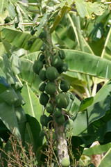 Papayes encore vertes au milieu d'un champ de bananiers - Guyane française