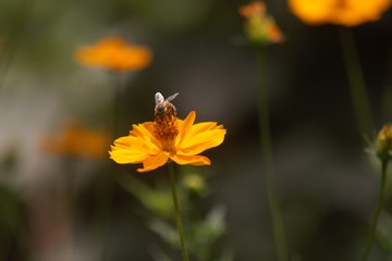 Abeja posado en una flor amarilla con el fondo desenfocado 