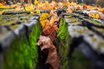 texture of autumn leaves of bright colors against the background of large cracks in the ground overgrown with moss