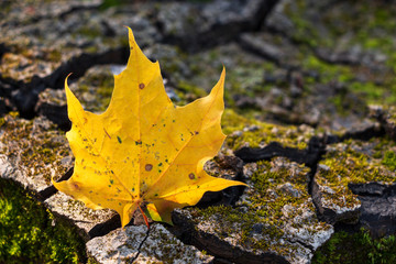 texture of autumn leaves of bright colors against the background of large cracks in the ground overgrown with moss