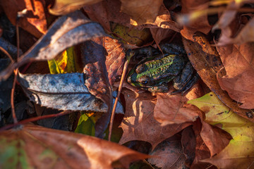 earthen toad posing against a background of autumn leaves of bright multi-colored flowers