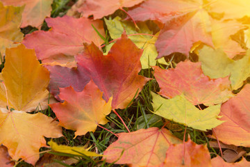 Naklejka na ściany i meble Сolorful fall autumn leaves on grass closeup in sunlight