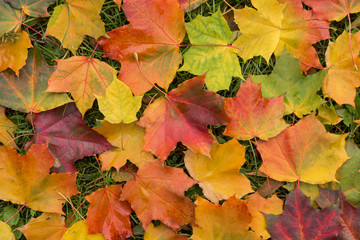 Naklejka na ściany i meble Fallen colorful autumn maple leaves background texture