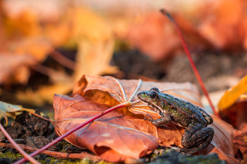 earthen toad posing against a background of autumn leaves of bright multi-colored flowers