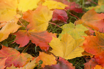 Fallen colorful fall autumn maple leaves closeup in sunlight