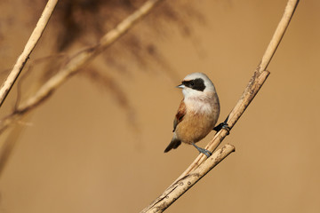 European penduline tit (Remiz pendulinus)