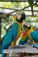 Pair of yellow and blue macaws perched in a small animal park. Colombia