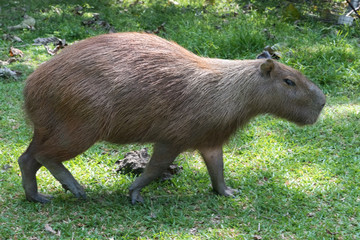 Capybara largest rodent in the world in a natural park in Colombia