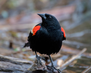red-winged blackbird in a swamp