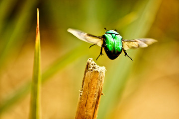 fly on leaf
