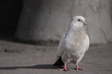 pigeon on a background