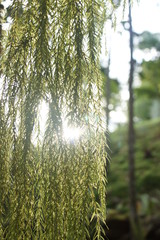 PLANTITA