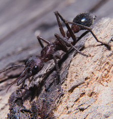 bulldog ant