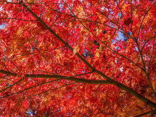 Autumn scene of lots of small red and orange leaves on a tree branch 