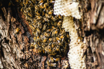 bee hive