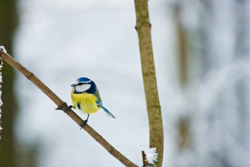 great tit on branch