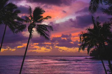 Fototapeta na wymiar Hawaii Palm Tree Sunset