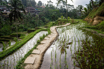 Fototapeta na wymiar Trail through rice terrace