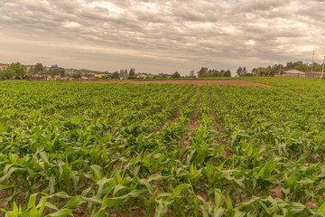 Fototapeta na wymiar Corn Farming in the City Margins 02