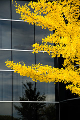 Close View of Beautitiful Yellow Autumn Leaves with Dark Building in the Background