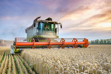 Combine harvester harvests ripe wheat. Ripe ears of gold field on the sunset cloudy orange sky...