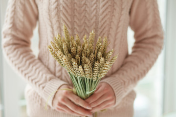 Bouquet of wheat in female hands in light room