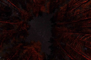 night starry sky in autumn forest.